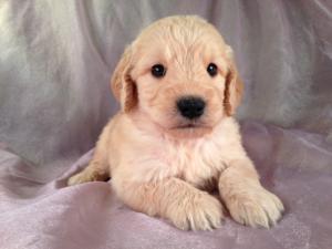 Male Goldendoodle Puppy for sale #14 Born April 10th, 2013|Goldendoodles Puppies by Professional Goldendoodle Breeders